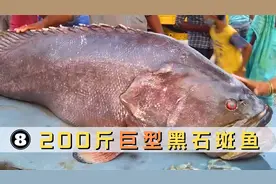 印度鱼市200斤重黑石斑鱼，有点小贵吃不起，这条小的就没问题视频封面