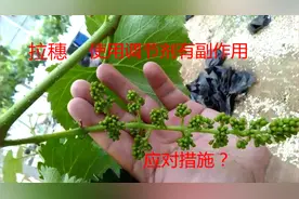 葡萄拉穗的技术方法，调节剂有副作用，提前知道应对措施很重要