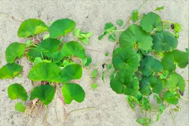 雷公根“双胞胎”兄弟活血丹，两者实在太像了，90%的人容易混淆视频封面