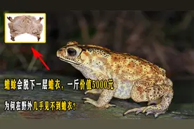 蟾蜍会脱下一层蟾衣，一斤价值5000元，为何野外几乎见不到蟾衣？视频封面