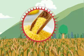 同学们，小米又名粟，是世界上最古老的栽培农作物之一