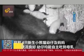 时隔25年，成都熊猫基地小熊猫喜诞四胞胎，均能自主吃到母乳