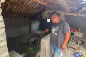 小猪仔大降价，胖哥再买10头小黑猪，150元一头划算吗视频封面