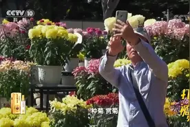 菊花种类繁多，有一种菊花不仅可以观赏还能直接食用