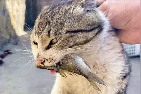 猫吃鱼：邻居家的猫馋疯了，被拎着后脖颈，5秒吃了一条生鱼！