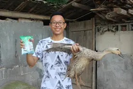 用食盐拔鸭毛，这才是拔鸭毛又快又干净的好方法，没见过吧？