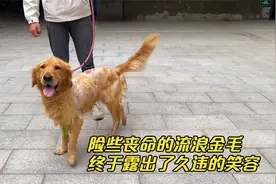 皮肤溃烂流脓的狗狗，经过不懈的治疗基本痊愈，千辛万苦终获新生视频封面