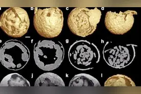 先有鸡还是先有蛋？专家现在揭晓这个谜底了！