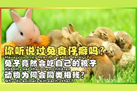 你听说过兔食仔癖吗？兔子竟会吃自己的孩子！动物为何同类相残？视频封面