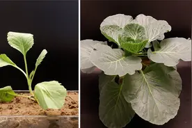 两分钟看包菜生长过程，爆盆那一瞬间，像开花一样好看！