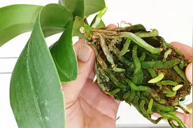 适合新手养蝴蝶兰之“水汽法”，根长得多长得快，不会烂根了！视频封面