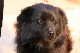 黑狗不能轻易养，农村都说黑狗好，养的家庭很稀少视频封面