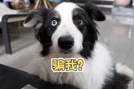 抗拒又可爱的话痨边牧发出了牛叫声