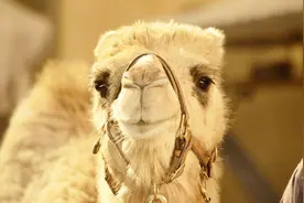 骆驼一次能喝多少水？一口气喝了120斤的水，场面相当壮观视频封面