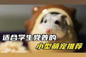 适合学生党养的小型宠物推荐，便宜又好养，你想好养什么了吗