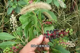 药材地长出来一种植物，果实紫红色很诱人，据说有毒不能吃！