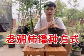 老鸦柿催芽和播种方式，，掌握这些小技巧，出芽快而且出芽率高视频封面