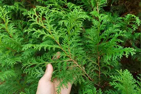 净化空气、生发乌发的侧柏叶？夏绿冬青观赏价值高，了解多少呢视频封面