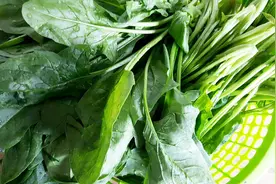 教大家几个小妙招，菠菜保存一个星期都不会发蔫，依旧新鲜