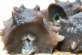 “泡发海参”只用这么简单几步，就可以泡大4~6倍今天终于学会了视频封面