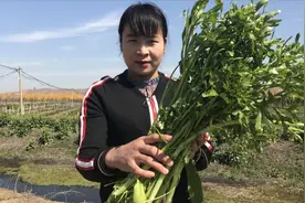 农村特有的“野芹菜”，用于便秘、血压高，了解好处不吃亏！