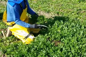 农户种植香菜，亩产效益可达5000元，但你真的会种吗？视频封面