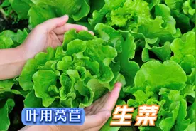 生菜的一生｜现代农业种植和收获叶用莴苣