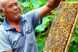 探访沂蒙山里的养蜂人 品尝大山深处的味道视频封面