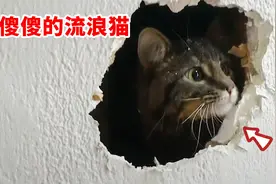 傻猫被困墙内，好心人砸墙救猫，从疯狂挣扎到躺平啊视频封面
