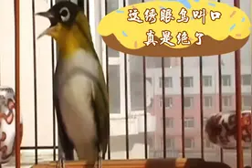 这绣眼颜值高站姿好叫口更美妙，大口能唱几十字，花口能学百鸟鸣