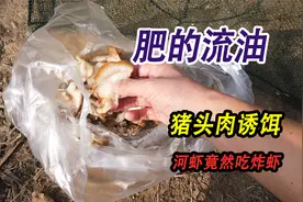 一斤肥的流油的猪头肉做诱饵，能否抓到小王八，河虾竟然吃炸大虾视频封面