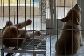 戏精狗子睡着后摔下床，嗷嗷两声发现没人来哄：谁还不是个宝宝视频封面