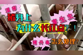 猪身上长红点是怎么了？总结6种原因给你，治疗起来更轻松视频封面