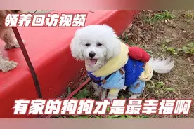 领养回访视频，从城管那边救的比熊，被新主人宠成宝了，真幸福啊视频封面