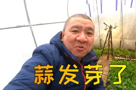 家里的大蒜发芽了也不要扔！简单的方法种上，可以常年收蒜苗！