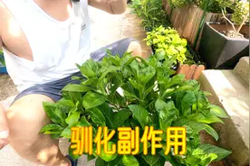大花绣球无尽夏夏天全日照“驯化”后，秋天出现了什么弊端？