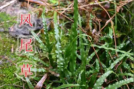 蛇药植物“凤尾草”，农村生活中常见野草，用途与价值了解吗？