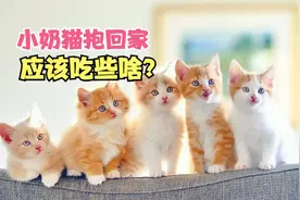 小奶猫抱回家，应该怎么喂？