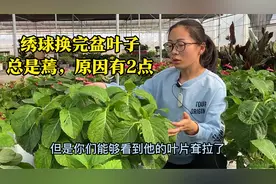 绣球换完盆为啥叶子总是蔫？本期分析2种原因，重点在2分53秒