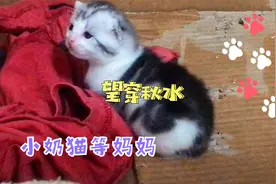 小奶猫被猫妈妈“抛弃”，可怜的站在原地等妈妈回来！视频封面
