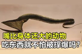 深海动物“吞噬鳗”，能吞下比身体还大的食物，难道不会被撑爆？视频封面