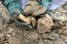 赶海撬生蚝该怎么吃？这么一大块石头长满生蚝，回家炭烧还是爆炒视频封面