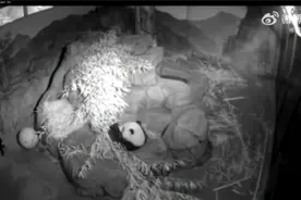 麻麻没有奶饥饿的小子归吃竹，生长发育比国内熊猫幼崽发育差很多视频封面