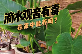 滴水观音是否可以养在家中？滴水观音有毒吗？视频封面