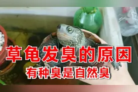 草龟为什么会有臭味？乌龟发臭的3个原因，有种臭是臭龟的自然臭视频封面