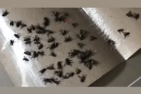 家里有苍蝇别急，教你一土方法，苍蝇有多少灭多少，比苍蝇贴厉害