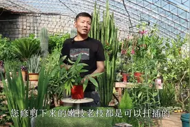修剪发财树枝条千万别扔，学会这个方法，不用生根液也能快速生根视频封面