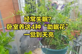 失眠睡不着？4种“助眠花”最适合卧室养，容易养，好处多视频封面