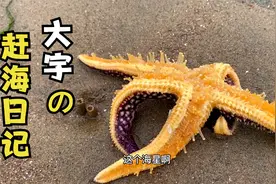 大海退潮了，大宇捡到一个用来捕捉八爪鱼的小瓦罐和好多派大星。