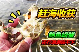 海边赶海偶遇鲍鱼池，收获颇丰遍地海星，最后收获2只大头鲍鱼视频封面